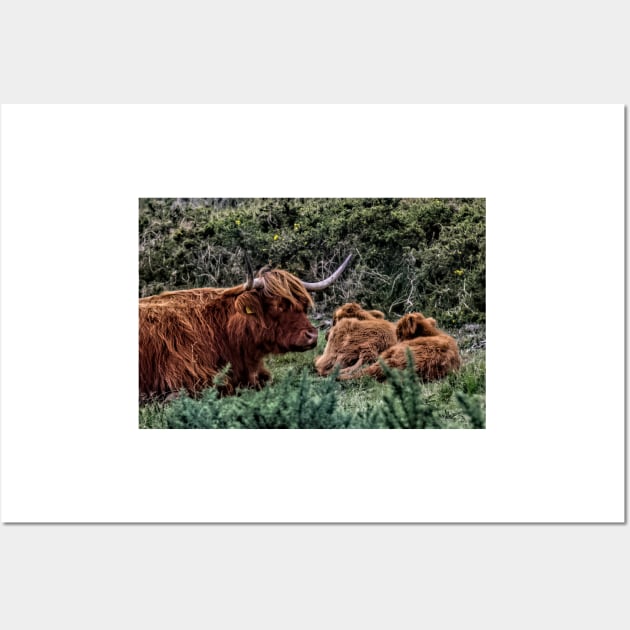 Dartmoor Highland Long Horned Cattle Wall Art by avrilharris